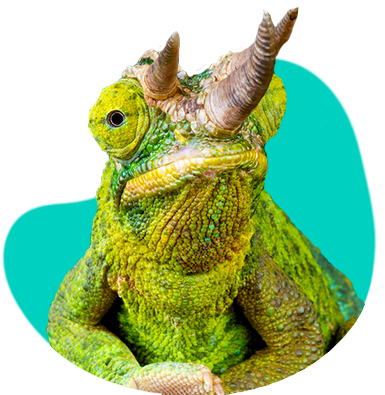 Kameleon jacksona — charakterystyka, terrarium, wymagania